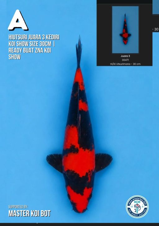 Lelang Koi Online, Jual Beli Ikan Koi, Pusat Jual Beli Koi, Info Lelang Koi Hari Ini, Platform Jual Beli Koi, Jual Beli Ikan Koi Online, Marketplace Ikan Koi, Jual Koi Terbaik, Tempat Beli Koi Berkualitas, Pasar Ikan Koi Online Terpercaya, Penjual Ikan Koi Terpercaya, Beli Koi Hias Online, Ikan Koi untuk Dijual, Koi Kualitas Terbaik, Toko Online Ikan Koi, Koi Hias Untuk Dijual, Jual Beli Ikan Koi Lokal, Koi Indonesia Online, Pusat Jual Beli Koi Terbesar