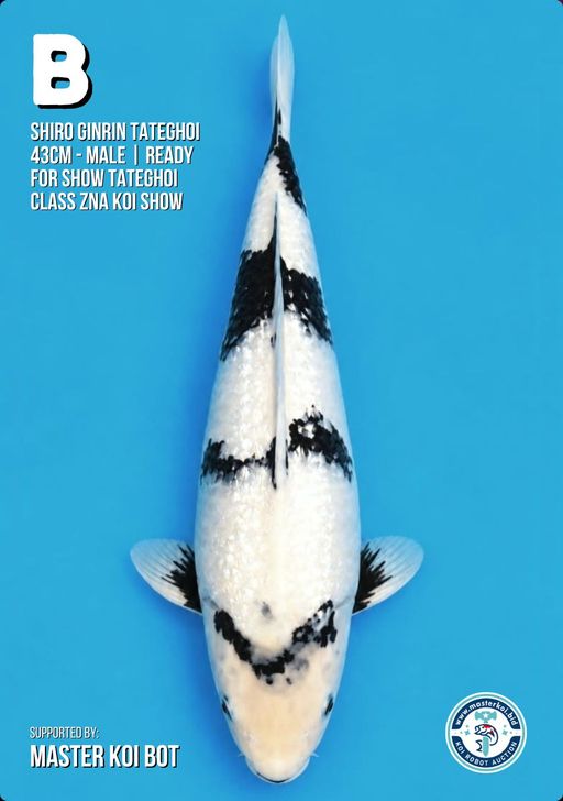 Lelang Koi Online, Jual Beli Ikan Koi, Pusat Jual Beli Koi, Info Lelang Koi Hari Ini, Platform Jual Beli Koi, Jual Beli Ikan Koi Online, Marketplace Ikan Koi, Jual Koi Terbaik, Tempat Beli Koi Berkualitas, Pasar Ikan Koi Online Terpercaya, Penjual Ikan Koi Terpercaya, Beli Koi Hias Online, Ikan Koi untuk Dijual, Koi Kualitas Terbaik, Toko Online Ikan Koi, Koi Hias Untuk Dijual, Jual Beli Ikan Koi Lokal, Koi Indonesia Online, Pusat Jual Beli Koi Terbesar