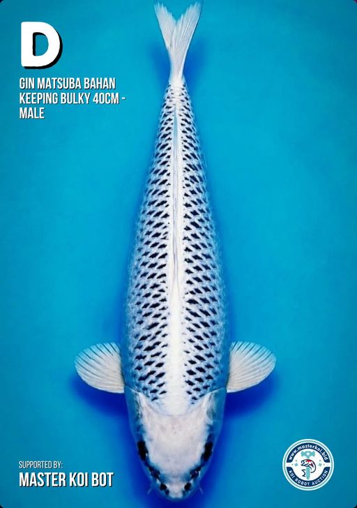 Lelang Koi Online, Jual Beli Ikan Koi, Pusat Jual Beli Koi, Info Lelang Koi Hari Ini, Platform Jual Beli Koi, Jual Beli Ikan Koi Online, Marketplace Ikan Koi, Jual Koi Terbaik, Tempat Beli Koi Berkualitas, Pasar Ikan Koi Online Terpercaya, Penjual Ikan Koi Terpercaya, Beli Koi Hias Online, Ikan Koi untuk Dijual, Koi Kualitas Terbaik, Toko Online Ikan Koi, Koi Hias Untuk Dijual, Jual Beli Ikan Koi Lokal, Koi Indonesia Online, Pusat Jual Beli Koi Terbesar