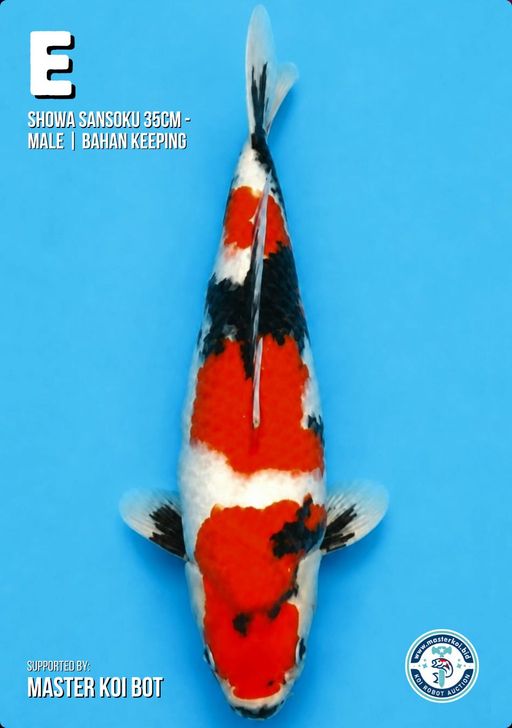 Lelang Koi Online, Jual Beli Ikan Koi, Pusat Jual Beli Koi, Info Lelang Koi Hari Ini, Platform Jual Beli Koi, Jual Beli Ikan Koi Online, Marketplace Ikan Koi, Jual Koi Terbaik, Tempat Beli Koi Berkualitas, Pasar Ikan Koi Online Terpercaya, Penjual Ikan Koi Terpercaya, Beli Koi Hias Online, Ikan Koi untuk Dijual, Koi Kualitas Terbaik, Toko Online Ikan Koi, Koi Hias Untuk Dijual, Jual Beli Ikan Koi Lokal, Koi Indonesia Online, Pusat Jual Beli Koi Terbesar