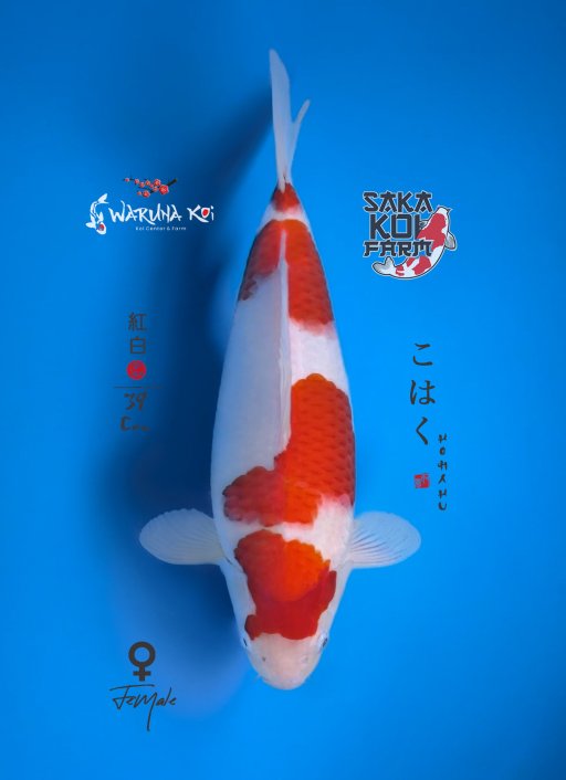 Lelang Koi Online, Jual Beli Ikan Koi, Pusat Jual Beli Koi, Info Lelang Koi Hari Ini, Platform Jual Beli Koi, Jual Beli Ikan Koi Online, Marketplace Ikan Koi, Jual Koi Terbaik, Tempat Beli Koi Berkualitas, Pasar Ikan Koi Online Terpercaya, Penjual Ikan Koi Terpercaya, Beli Koi Hias Online, Ikan Koi untuk Dijual, Koi Kualitas Terbaik, Toko Online Ikan Koi, Koi Hias Untuk Dijual, Jual Beli Ikan Koi Lokal, Koi Indonesia Online, Pusat Jual Beli Koi Terbesar
