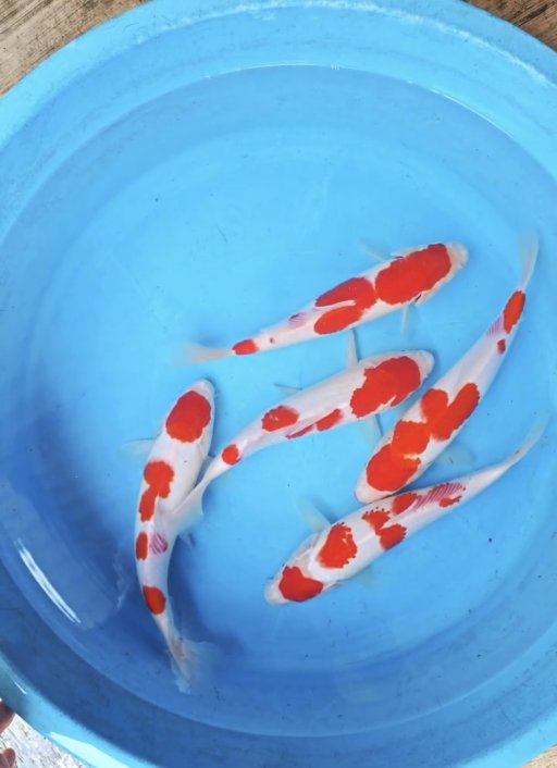 Lelang Koi Online, Jual Beli Ikan Koi, Pusat Jual Beli Koi, Info Lelang Koi Hari Ini, Platform Jual Beli Koi, Jual Beli Ikan Koi Online, Marketplace Ikan Koi, Jual Koi Terbaik, Tempat Beli Koi Berkualitas, Pasar Ikan Koi Online Terpercaya, Penjual Ikan Koi Terpercaya, Beli Koi Hias Online, Ikan Koi untuk Dijual, Koi Kualitas Terbaik, Toko Online Ikan Koi, Koi Hias Untuk Dijual, Jual Beli Ikan Koi Lokal, Koi Indonesia Online, Pusat Jual Beli Koi Terbesar