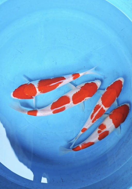 Lelang Koi Online, Jual Beli Ikan Koi, Pusat Jual Beli Koi, Info Lelang Koi Hari Ini, Platform Jual Beli Koi, Jual Beli Ikan Koi Online, Marketplace Ikan Koi, Jual Koi Terbaik, Tempat Beli Koi Berkualitas, Pasar Ikan Koi Online Terpercaya, Penjual Ikan Koi Terpercaya, Beli Koi Hias Online, Ikan Koi untuk Dijual, Koi Kualitas Terbaik, Toko Online Ikan Koi, Koi Hias Untuk Dijual, Jual Beli Ikan Koi Lokal, Koi Indonesia Online, Pusat Jual Beli Koi Terbesar