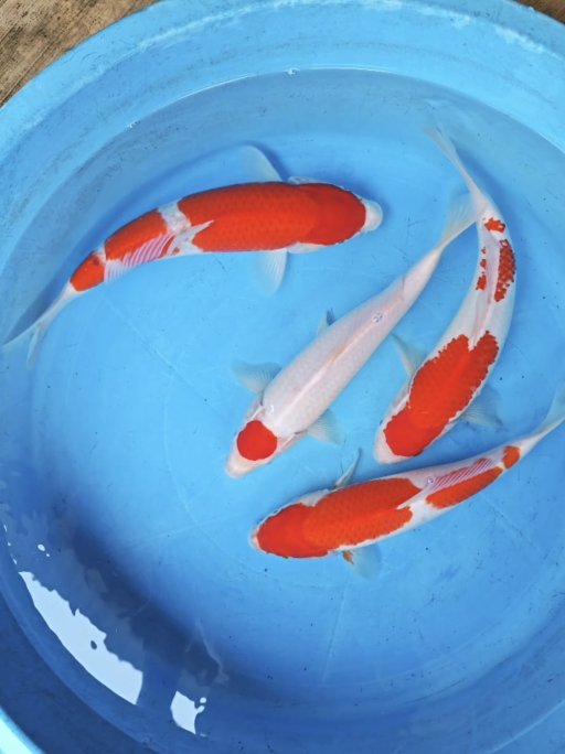 Lelang Koi Online, Jual Beli Ikan Koi, Pusat Jual Beli Koi, Info Lelang Koi Hari Ini, Platform Jual Beli Koi, Jual Beli Ikan Koi Online, Marketplace Ikan Koi, Jual Koi Terbaik, Tempat Beli Koi Berkualitas, Pasar Ikan Koi Online Terpercaya, Penjual Ikan Koi Terpercaya, Beli Koi Hias Online, Ikan Koi untuk Dijual, Koi Kualitas Terbaik, Toko Online Ikan Koi, Koi Hias Untuk Dijual, Jual Beli Ikan Koi Lokal, Koi Indonesia Online, Pusat Jual Beli Koi Terbesar