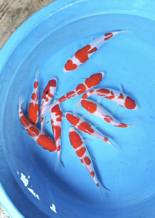 Lelang Koi Online, Jual Beli Ikan Koi, Pusat Jual Beli Koi, Info Lelang Koi Hari Ini, Platform Jual Beli Koi, Jual Beli Ikan Koi Online, Marketplace Ikan Koi, Jual Koi Terbaik, Tempat Beli Koi Berkualitas, Pasar Ikan Koi Online Terpercaya, Penjual Ikan Koi Terpercaya, Beli Koi Hias Online, Ikan Koi untuk Dijual, Koi Kualitas Terbaik, Toko Online Ikan Koi, Koi Hias Untuk Dijual, Jual Beli Ikan Koi Lokal, Koi Indonesia Online, Pusat Jual Beli Koi Terbesar