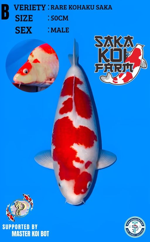 Lelang Koi Online, Jual Beli Ikan Koi, Pusat Jual Beli Koi, Info Lelang Koi Hari Ini, Platform Jual Beli Koi, Jual Beli Ikan Koi Online, Marketplace Ikan Koi, Jual Koi Terbaik, Tempat Beli Koi Berkualitas, Pasar Ikan Koi Online Terpercaya, Penjual Ikan Koi Terpercaya, Beli Koi Hias Online, Ikan Koi untuk Dijual, Koi Kualitas Terbaik, Toko Online Ikan Koi, Koi Hias Untuk Dijual, Jual Beli Ikan Koi Lokal, Koi Indonesia Online, Pusat Jual Beli Koi Terbesar