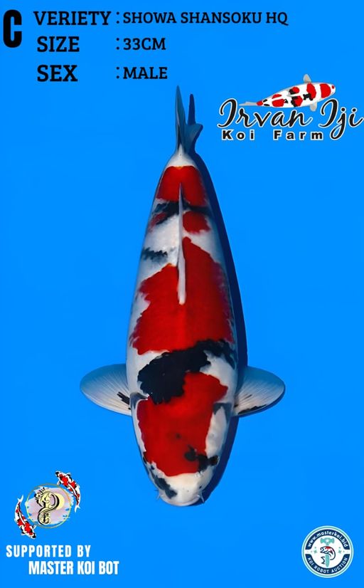 Lelang Koi Online, Jual Beli Ikan Koi, Pusat Jual Beli Koi, Info Lelang Koi Hari Ini, Platform Jual Beli Koi, Jual Beli Ikan Koi Online, Marketplace Ikan Koi, Jual Koi Terbaik, Tempat Beli Koi Berkualitas, Pasar Ikan Koi Online Terpercaya, Penjual Ikan Koi Terpercaya, Beli Koi Hias Online, Ikan Koi untuk Dijual, Koi Kualitas Terbaik, Toko Online Ikan Koi, Koi Hias Untuk Dijual, Jual Beli Ikan Koi Lokal, Koi Indonesia Online, Pusat Jual Beli Koi Terbesar