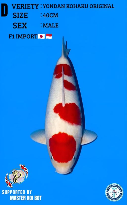 Lelang Koi Online, Jual Beli Ikan Koi, Pusat Jual Beli Koi, Info Lelang Koi Hari Ini, Platform Jual Beli Koi, Jual Beli Ikan Koi Online, Marketplace Ikan Koi, Jual Koi Terbaik, Tempat Beli Koi Berkualitas, Pasar Ikan Koi Online Terpercaya, Penjual Ikan Koi Terpercaya, Beli Koi Hias Online, Ikan Koi untuk Dijual, Koi Kualitas Terbaik, Toko Online Ikan Koi, Koi Hias Untuk Dijual, Jual Beli Ikan Koi Lokal, Koi Indonesia Online, Pusat Jual Beli Koi Terbesar