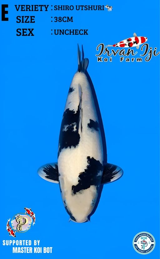 Lelang Koi Online, Jual Beli Ikan Koi, Pusat Jual Beli Koi, Info Lelang Koi Hari Ini, Platform Jual Beli Koi, Jual Beli Ikan Koi Online, Marketplace Ikan Koi, Jual Koi Terbaik, Tempat Beli Koi Berkualitas, Pasar Ikan Koi Online Terpercaya, Penjual Ikan Koi Terpercaya, Beli Koi Hias Online, Ikan Koi untuk Dijual, Koi Kualitas Terbaik, Toko Online Ikan Koi, Koi Hias Untuk Dijual, Jual Beli Ikan Koi Lokal, Koi Indonesia Online, Pusat Jual Beli Koi Terbesar