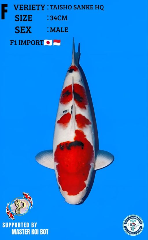 Lelang Koi Online, Jual Beli Ikan Koi, Pusat Jual Beli Koi, Info Lelang Koi Hari Ini, Platform Jual Beli Koi, Jual Beli Ikan Koi Online, Marketplace Ikan Koi, Jual Koi Terbaik, Tempat Beli Koi Berkualitas, Pasar Ikan Koi Online Terpercaya, Penjual Ikan Koi Terpercaya, Beli Koi Hias Online, Ikan Koi untuk Dijual, Koi Kualitas Terbaik, Toko Online Ikan Koi, Koi Hias Untuk Dijual, Jual Beli Ikan Koi Lokal, Koi Indonesia Online, Pusat Jual Beli Koi Terbesar