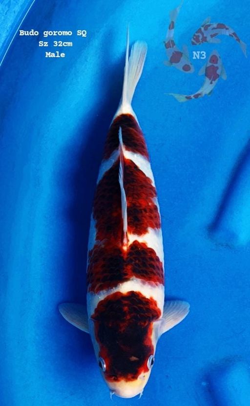 Lelang Koi Online, Jual Beli Ikan Koi, Pusat Jual Beli Koi, Info Lelang Koi Hari Ini, Platform Jual Beli Koi, Jual Beli Ikan Koi Online, Marketplace Ikan Koi, Jual Koi Terbaik, Tempat Beli Koi Berkualitas, Pasar Ikan Koi Online Terpercaya, Penjual Ikan Koi Terpercaya, Beli Koi Hias Online, Ikan Koi untuk Dijual, Koi Kualitas Terbaik, Toko Online Ikan Koi, Koi Hias Untuk Dijual, Jual Beli Ikan Koi Lokal, Koi Indonesia Online, Pusat Jual Beli Koi Terbesar
