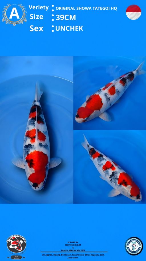 Lelang Koi Online, Jual Beli Ikan Koi, Pusat Jual Beli Koi, Info Lelang Koi Hari Ini, Platform Jual Beli Koi, Jual Beli Ikan Koi Online, Marketplace Ikan Koi, Jual Koi Terbaik, Tempat Beli Koi Berkualitas, Pasar Ikan Koi Online Terpercaya, Penjual Ikan Koi Terpercaya, Beli Koi Hias Online, Ikan Koi untuk Dijual, Koi Kualitas Terbaik, Toko Online Ikan Koi, Koi Hias Untuk Dijual, Jual Beli Ikan Koi Lokal, Koi Indonesia Online, Pusat Jual Beli Koi Terbesar
