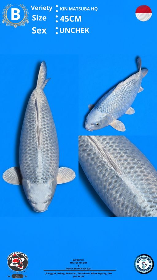 Lelang Koi Online, Jual Beli Ikan Koi, Pusat Jual Beli Koi, Info Lelang Koi Hari Ini, Platform Jual Beli Koi, Jual Beli Ikan Koi Online, Marketplace Ikan Koi, Jual Koi Terbaik, Tempat Beli Koi Berkualitas, Pasar Ikan Koi Online Terpercaya, Penjual Ikan Koi Terpercaya, Beli Koi Hias Online, Ikan Koi untuk Dijual, Koi Kualitas Terbaik, Toko Online Ikan Koi, Koi Hias Untuk Dijual, Jual Beli Ikan Koi Lokal, Koi Indonesia Online, Pusat Jual Beli Koi Terbesar