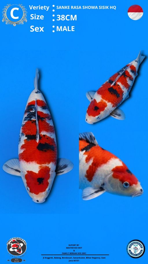Lelang Koi Online, Jual Beli Ikan Koi, Pusat Jual Beli Koi, Info Lelang Koi Hari Ini, Platform Jual Beli Koi, Jual Beli Ikan Koi Online, Marketplace Ikan Koi, Jual Koi Terbaik, Tempat Beli Koi Berkualitas, Pasar Ikan Koi Online Terpercaya, Penjual Ikan Koi Terpercaya, Beli Koi Hias Online, Ikan Koi untuk Dijual, Koi Kualitas Terbaik, Toko Online Ikan Koi, Koi Hias Untuk Dijual, Jual Beli Ikan Koi Lokal, Koi Indonesia Online, Pusat Jual Beli Koi Terbesar