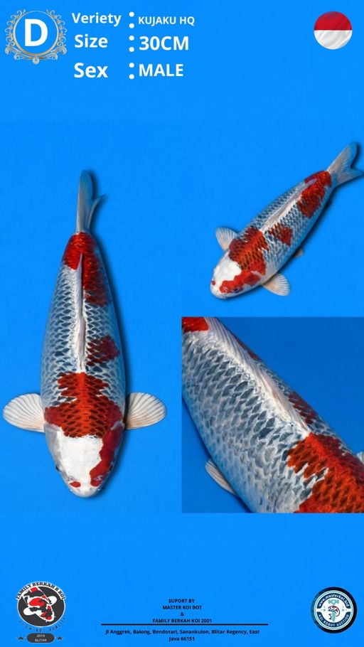 Lelang Koi Online, Jual Beli Ikan Koi, Pusat Jual Beli Koi, Info Lelang Koi Hari Ini, Platform Jual Beli Koi, Jual Beli Ikan Koi Online, Marketplace Ikan Koi, Jual Koi Terbaik, Tempat Beli Koi Berkualitas, Pasar Ikan Koi Online Terpercaya, Penjual Ikan Koi Terpercaya, Beli Koi Hias Online, Ikan Koi untuk Dijual, Koi Kualitas Terbaik, Toko Online Ikan Koi, Koi Hias Untuk Dijual, Jual Beli Ikan Koi Lokal, Koi Indonesia Online, Pusat Jual Beli Koi Terbesar