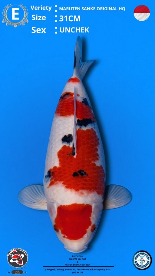 Lelang Koi Online, Jual Beli Ikan Koi, Pusat Jual Beli Koi, Info Lelang Koi Hari Ini, Platform Jual Beli Koi, Jual Beli Ikan Koi Online, Marketplace Ikan Koi, Jual Koi Terbaik, Tempat Beli Koi Berkualitas, Pasar Ikan Koi Online Terpercaya, Penjual Ikan Koi Terpercaya, Beli Koi Hias Online, Ikan Koi untuk Dijual, Koi Kualitas Terbaik, Toko Online Ikan Koi, Koi Hias Untuk Dijual, Jual Beli Ikan Koi Lokal, Koi Indonesia Online, Pusat Jual Beli Koi Terbesar