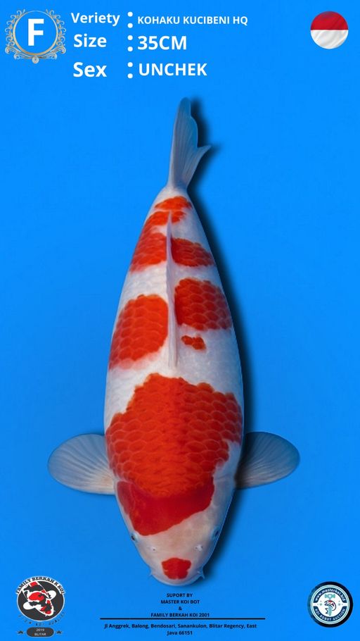 Lelang Koi Online, Jual Beli Ikan Koi, Pusat Jual Beli Koi, Info Lelang Koi Hari Ini, Platform Jual Beli Koi, Jual Beli Ikan Koi Online, Marketplace Ikan Koi, Jual Koi Terbaik, Tempat Beli Koi Berkualitas, Pasar Ikan Koi Online Terpercaya, Penjual Ikan Koi Terpercaya, Beli Koi Hias Online, Ikan Koi untuk Dijual, Koi Kualitas Terbaik, Toko Online Ikan Koi, Koi Hias Untuk Dijual, Jual Beli Ikan Koi Lokal, Koi Indonesia Online, Pusat Jual Beli Koi Terbesar
