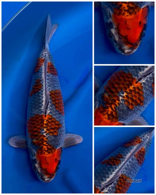 Lelang Koi Online, Jual Beli Ikan Koi, Pusat Jual Beli Koi, Info Lelang Koi Hari Ini, Platform Jual Beli Koi, Jual Beli Ikan Koi Online, Marketplace Ikan Koi, Jual Koi Terbaik, Tempat Beli Koi Berkualitas, Pasar Ikan Koi Online Terpercaya, Penjual Ikan Koi Terpercaya, Beli Koi Hias Online, Ikan Koi untuk Dijual, Koi Kualitas Terbaik, Toko Online Ikan Koi, Koi Hias Untuk Dijual, Jual Beli Ikan Koi Lokal, Koi Indonesia Online, Pusat Jual Beli Koi Terbesar