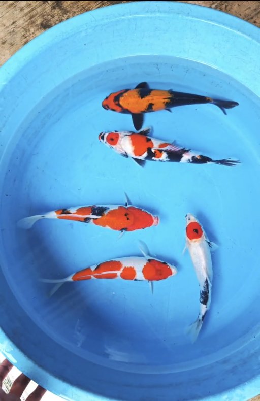Lelang Koi Online, Jual Beli Ikan Koi, Pusat Jual Beli Koi, Info Lelang Koi Hari Ini, Platform Jual Beli Koi, Jual Beli Ikan Koi Online, Marketplace Ikan Koi, Jual Koi Terbaik, Tempat Beli Koi Berkualitas, Pasar Ikan Koi Online Terpercaya, Penjual Ikan Koi Terpercaya, Beli Koi Hias Online, Ikan Koi untuk Dijual, Koi Kualitas Terbaik, Toko Online Ikan Koi, Koi Hias Untuk Dijual, Jual Beli Ikan Koi Lokal, Koi Indonesia Online, Pusat Jual Beli Koi Terbesar