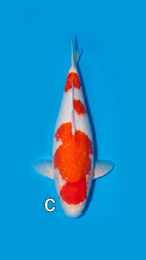 Lelang Koi Online, Jual Beli Ikan Koi, Pusat Jual Beli Koi, Info Lelang Koi Hari Ini, Platform Jual Beli Koi, Jual Beli Ikan Koi Online, Marketplace Ikan Koi, Jual Koi Terbaik, Tempat Beli Koi Berkualitas, Pasar Ikan Koi Online Terpercaya, Penjual Ikan Koi Terpercaya, Beli Koi Hias Online, Ikan Koi untuk Dijual, Koi Kualitas Terbaik, Toko Online Ikan Koi, Koi Hias Untuk Dijual, Jual Beli Ikan Koi Lokal, Koi Indonesia Online, Pusat Jual Beli Koi Terbesar