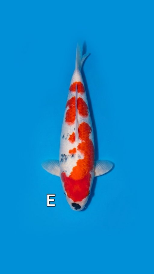 Lelang Koi Online, Jual Beli Ikan Koi, Pusat Jual Beli Koi, Info Lelang Koi Hari Ini, Platform Jual Beli Koi, Jual Beli Ikan Koi Online, Marketplace Ikan Koi, Jual Koi Terbaik, Tempat Beli Koi Berkualitas, Pasar Ikan Koi Online Terpercaya, Penjual Ikan Koi Terpercaya, Beli Koi Hias Online, Ikan Koi untuk Dijual, Koi Kualitas Terbaik, Toko Online Ikan Koi, Koi Hias Untuk Dijual, Jual Beli Ikan Koi Lokal, Koi Indonesia Online, Pusat Jual Beli Koi Terbesar
