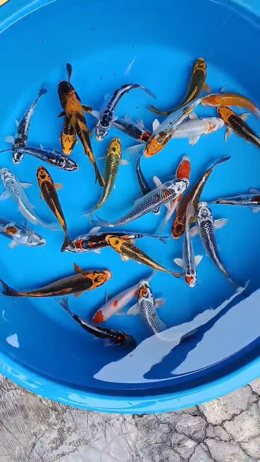 Lelang Koi Online, Jual Beli Ikan Koi, Pusat Jual Beli Koi, Info Lelang Koi Hari Ini, Platform Jual Beli Koi, Jual Beli Ikan Koi Online, Marketplace Ikan Koi, Jual Koi Terbaik, Tempat Beli Koi Berkualitas, Pasar Ikan Koi Online Terpercaya, Penjual Ikan Koi Terpercaya, Beli Koi Hias Online, Ikan Koi untuk Dijual, Koi Kualitas Terbaik, Toko Online Ikan Koi, Koi Hias Untuk Dijual, Jual Beli Ikan Koi Lokal, Koi Indonesia Online, Pusat Jual Beli Koi Terbesar