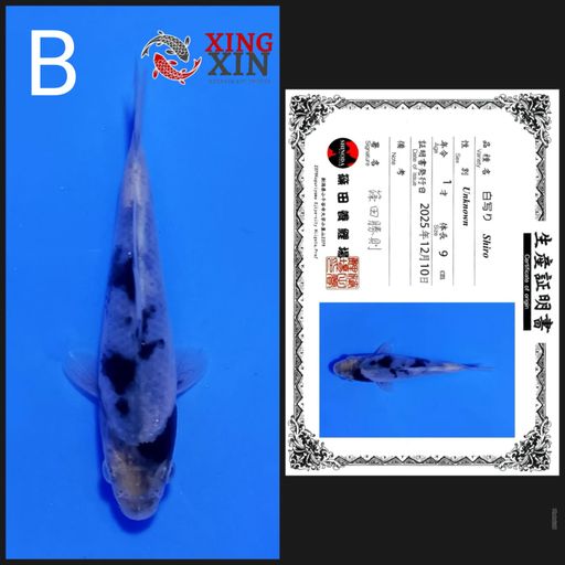 Lelang Koi Online, Jual Beli Ikan Koi, Pusat Jual Beli Koi, Info Lelang Koi Hari Ini, Platform Jual Beli Koi, Jual Beli Ikan Koi Online, Marketplace Ikan Koi, Jual Koi Terbaik, Tempat Beli Koi Berkualitas, Pasar Ikan Koi Online Terpercaya, Penjual Ikan Koi Terpercaya, Beli Koi Hias Online, Ikan Koi untuk Dijual, Koi Kualitas Terbaik, Toko Online Ikan Koi, Koi Hias Untuk Dijual, Jual Beli Ikan Koi Lokal, Koi Indonesia Online, Pusat Jual Beli Koi Terbesar