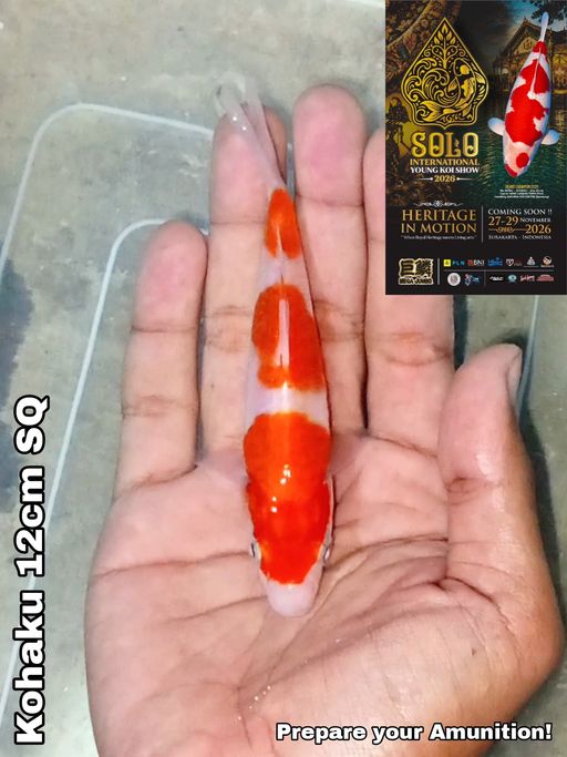 Lelang Koi Online, Jual Beli Ikan Koi, Pusat Jual Beli Koi, Info Lelang Koi Hari Ini, Platform Jual Beli Koi, Jual Beli Ikan Koi Online, Marketplace Ikan Koi, Jual Koi Terbaik, Tempat Beli Koi Berkualitas, Pasar Ikan Koi Online Terpercaya, Penjual Ikan Koi Terpercaya, Beli Koi Hias Online, Ikan Koi untuk Dijual, Koi Kualitas Terbaik, Toko Online Ikan Koi, Koi Hias Untuk Dijual, Jual Beli Ikan Koi Lokal, Koi Indonesia Online, Pusat Jual Beli Koi Terbesar