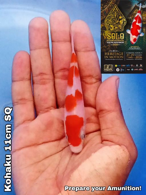 Lelang Koi Online, Jual Beli Ikan Koi, Pusat Jual Beli Koi, Info Lelang Koi Hari Ini, Platform Jual Beli Koi, Jual Beli Ikan Koi Online, Marketplace Ikan Koi, Jual Koi Terbaik, Tempat Beli Koi Berkualitas, Pasar Ikan Koi Online Terpercaya, Penjual Ikan Koi Terpercaya, Beli Koi Hias Online, Ikan Koi untuk Dijual, Koi Kualitas Terbaik, Toko Online Ikan Koi, Koi Hias Untuk Dijual, Jual Beli Ikan Koi Lokal, Koi Indonesia Online, Pusat Jual Beli Koi Terbesar