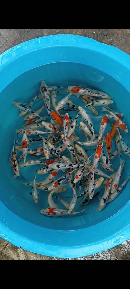 Lelang Koi Online, Jual Beli Ikan Koi, Pusat Jual Beli Koi, Info Lelang Koi Hari Ini, Platform Jual Beli Koi, Jual Beli Ikan Koi Online, Marketplace Ikan Koi, Jual Koi Terbaik, Tempat Beli Koi Berkualitas, Pasar Ikan Koi Online Terpercaya, Penjual Ikan Koi Terpercaya, Beli Koi Hias Online, Ikan Koi untuk Dijual, Koi Kualitas Terbaik, Toko Online Ikan Koi, Koi Hias Untuk Dijual, Jual Beli Ikan Koi Lokal, Koi Indonesia Online, Pusat Jual Beli Koi Terbesar