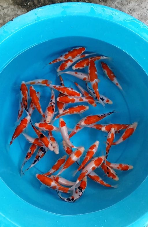 Lelang Koi Online, Jual Beli Ikan Koi, Pusat Jual Beli Koi, Info Lelang Koi Hari Ini, Platform Jual Beli Koi, Jual Beli Ikan Koi Online, Marketplace Ikan Koi, Jual Koi Terbaik, Tempat Beli Koi Berkualitas, Pasar Ikan Koi Online Terpercaya, Penjual Ikan Koi Terpercaya, Beli Koi Hias Online, Ikan Koi untuk Dijual, Koi Kualitas Terbaik, Toko Online Ikan Koi, Koi Hias Untuk Dijual, Jual Beli Ikan Koi Lokal, Koi Indonesia Online, Pusat Jual Beli Koi Terbesar