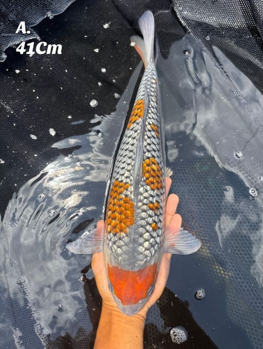 Lelang Koi Online, Jual Beli Ikan Koi, Pusat Jual Beli Koi, Info Lelang Koi Hari Ini, Platform Jual Beli Koi, Jual Beli Ikan Koi Online, Marketplace Ikan Koi, Jual Koi Terbaik, Tempat Beli Koi Berkualitas, Pasar Ikan Koi Online Terpercaya, Penjual Ikan Koi Terpercaya, Beli Koi Hias Online, Ikan Koi untuk Dijual, Koi Kualitas Terbaik, Toko Online Ikan Koi, Koi Hias Untuk Dijual, Jual Beli Ikan Koi Lokal, Koi Indonesia Online, Pusat Jual Beli Koi Terbesar