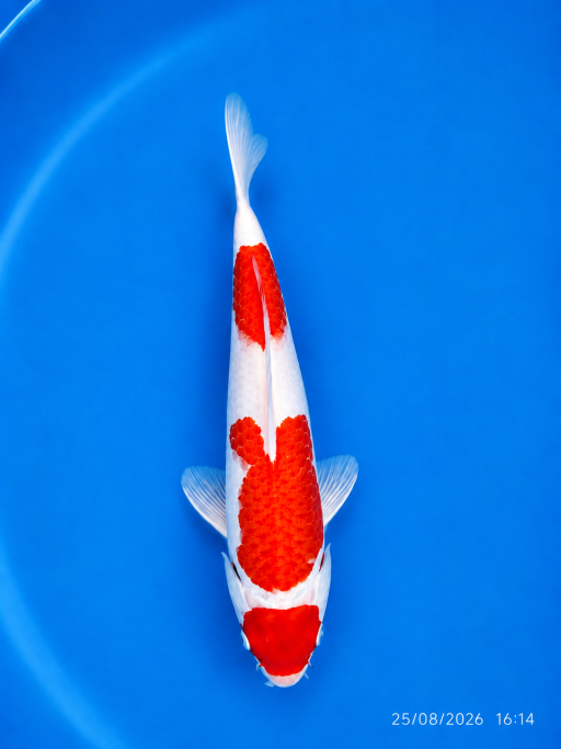 Lelang Koi Online, Jual Beli Ikan Koi, Pusat Jual Beli Koi, Info Lelang Koi Hari Ini, Platform Jual Beli Koi, Jual Beli Ikan Koi Online, Marketplace Ikan Koi, Jual Koi Terbaik, Tempat Beli Koi Berkualitas, Pasar Ikan Koi Online Terpercaya, Penjual Ikan Koi Terpercaya, Beli Koi Hias Online, Ikan Koi untuk Dijual, Koi Kualitas Terbaik, Toko Online Ikan Koi, Koi Hias Untuk Dijual, Jual Beli Ikan Koi Lokal, Koi Indonesia Online, Pusat Jual Beli Koi Terbesar