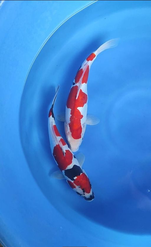 Lelang Koi Online, Jual Beli Ikan Koi, Pusat Jual Beli Koi, Info Lelang Koi Hari Ini, Platform Jual Beli Koi, Jual Beli Ikan Koi Online, Marketplace Ikan Koi, Jual Koi Terbaik, Tempat Beli Koi Berkualitas, Pasar Ikan Koi Online Terpercaya, Penjual Ikan Koi Terpercaya, Beli Koi Hias Online, Ikan Koi untuk Dijual, Koi Kualitas Terbaik, Toko Online Ikan Koi, Koi Hias Untuk Dijual, Jual Beli Ikan Koi Lokal, Koi Indonesia Online, Pusat Jual Beli Koi Terbesar