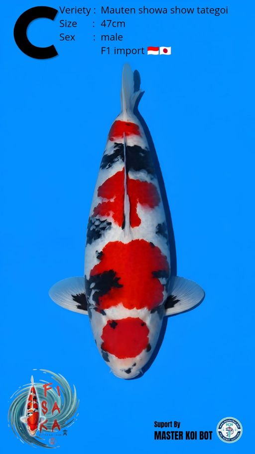 Lelang Koi Online, Jual Beli Ikan Koi, Pusat Jual Beli Koi, Info Lelang Koi Hari Ini, Platform Jual Beli Koi, Jual Beli Ikan Koi Online, Marketplace Ikan Koi, Jual Koi Terbaik, Tempat Beli Koi Berkualitas, Pasar Ikan Koi Online Terpercaya, Penjual Ikan Koi Terpercaya, Beli Koi Hias Online, Ikan Koi untuk Dijual, Koi Kualitas Terbaik, Toko Online Ikan Koi, Koi Hias Untuk Dijual, Jual Beli Ikan Koi Lokal, Koi Indonesia Online, Pusat Jual Beli Koi Terbesar