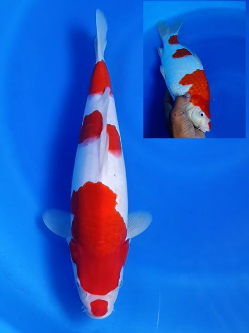Lelang Koi Online, Jual Beli Ikan Koi, Pusat Jual Beli Koi, Info Lelang Koi Hari Ini, Platform Jual Beli Koi, Jual Beli Ikan Koi Online, Marketplace Ikan Koi, Jual Koi Terbaik, Tempat Beli Koi Berkualitas, Pasar Ikan Koi Online Terpercaya, Penjual Ikan Koi Terpercaya, Beli Koi Hias Online, Ikan Koi untuk Dijual, Koi Kualitas Terbaik, Toko Online Ikan Koi, Koi Hias Untuk Dijual, Jual Beli Ikan Koi Lokal, Koi Indonesia Online, Pusat Jual Beli Koi Terbesar