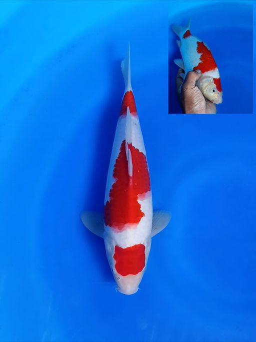 Lelang Koi Online, Jual Beli Ikan Koi, Pusat Jual Beli Koi, Info Lelang Koi Hari Ini, Platform Jual Beli Koi, Jual Beli Ikan Koi Online, Marketplace Ikan Koi, Jual Koi Terbaik, Tempat Beli Koi Berkualitas, Pasar Ikan Koi Online Terpercaya, Penjual Ikan Koi Terpercaya, Beli Koi Hias Online, Ikan Koi untuk Dijual, Koi Kualitas Terbaik, Toko Online Ikan Koi, Koi Hias Untuk Dijual, Jual Beli Ikan Koi Lokal, Koi Indonesia Online, Pusat Jual Beli Koi Terbesar