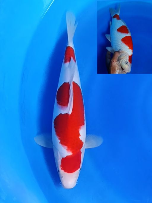 Lelang Koi Online, Jual Beli Ikan Koi, Pusat Jual Beli Koi, Info Lelang Koi Hari Ini, Platform Jual Beli Koi, Jual Beli Ikan Koi Online, Marketplace Ikan Koi, Jual Koi Terbaik, Tempat Beli Koi Berkualitas, Pasar Ikan Koi Online Terpercaya, Penjual Ikan Koi Terpercaya, Beli Koi Hias Online, Ikan Koi untuk Dijual, Koi Kualitas Terbaik, Toko Online Ikan Koi, Koi Hias Untuk Dijual, Jual Beli Ikan Koi Lokal, Koi Indonesia Online, Pusat Jual Beli Koi Terbesar