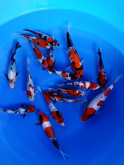 Lelang Koi Online, Jual Beli Ikan Koi, Pusat Jual Beli Koi, Info Lelang Koi Hari Ini, Platform Jual Beli Koi, Jual Beli Ikan Koi Online, Marketplace Ikan Koi, Jual Koi Terbaik, Tempat Beli Koi Berkualitas, Pasar Ikan Koi Online Terpercaya, Penjual Ikan Koi Terpercaya, Beli Koi Hias Online, Ikan Koi untuk Dijual, Koi Kualitas Terbaik, Toko Online Ikan Koi, Koi Hias Untuk Dijual, Jual Beli Ikan Koi Lokal, Koi Indonesia Online, Pusat Jual Beli Koi Terbesar