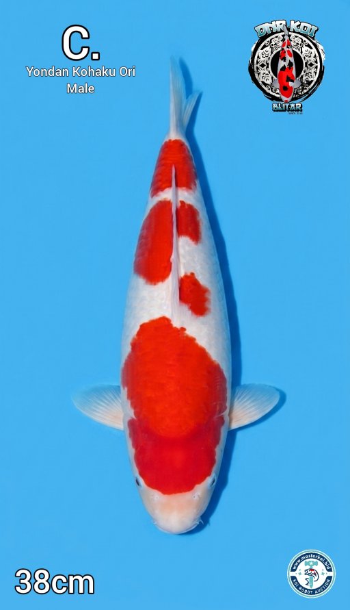 Lelang Koi Online, Jual Beli Ikan Koi, Pusat Jual Beli Koi, Info Lelang Koi Hari Ini, Platform Jual Beli Koi, Jual Beli Ikan Koi Online, Marketplace Ikan Koi, Jual Koi Terbaik, Tempat Beli Koi Berkualitas, Pasar Ikan Koi Online Terpercaya, Penjual Ikan Koi Terpercaya, Beli Koi Hias Online, Ikan Koi untuk Dijual, Koi Kualitas Terbaik, Toko Online Ikan Koi, Koi Hias Untuk Dijual, Jual Beli Ikan Koi Lokal, Koi Indonesia Online, Pusat Jual Beli Koi Terbesar