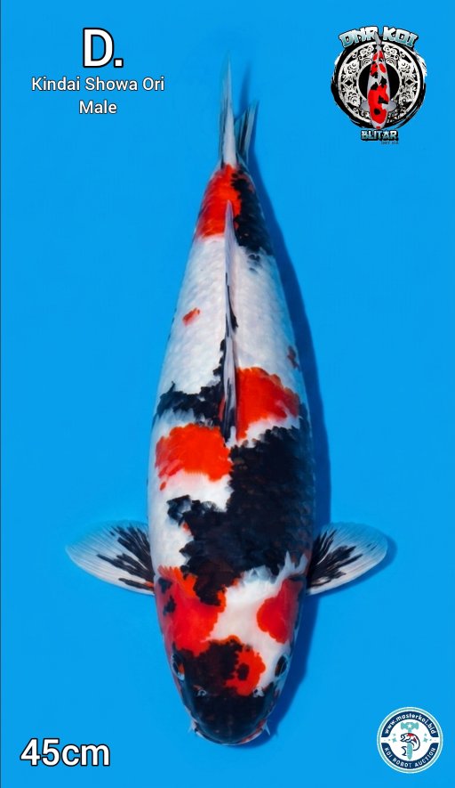 Lelang Koi Online, Jual Beli Ikan Koi, Pusat Jual Beli Koi, Info Lelang Koi Hari Ini, Platform Jual Beli Koi, Jual Beli Ikan Koi Online, Marketplace Ikan Koi, Jual Koi Terbaik, Tempat Beli Koi Berkualitas, Pasar Ikan Koi Online Terpercaya, Penjual Ikan Koi Terpercaya, Beli Koi Hias Online, Ikan Koi untuk Dijual, Koi Kualitas Terbaik, Toko Online Ikan Koi, Koi Hias Untuk Dijual, Jual Beli Ikan Koi Lokal, Koi Indonesia Online, Pusat Jual Beli Koi Terbesar