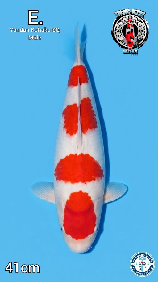 Lelang Koi Online, Jual Beli Ikan Koi, Pusat Jual Beli Koi, Info Lelang Koi Hari Ini, Platform Jual Beli Koi, Jual Beli Ikan Koi Online, Marketplace Ikan Koi, Jual Koi Terbaik, Tempat Beli Koi Berkualitas, Pasar Ikan Koi Online Terpercaya, Penjual Ikan Koi Terpercaya, Beli Koi Hias Online, Ikan Koi untuk Dijual, Koi Kualitas Terbaik, Toko Online Ikan Koi, Koi Hias Untuk Dijual, Jual Beli Ikan Koi Lokal, Koi Indonesia Online, Pusat Jual Beli Koi Terbesar