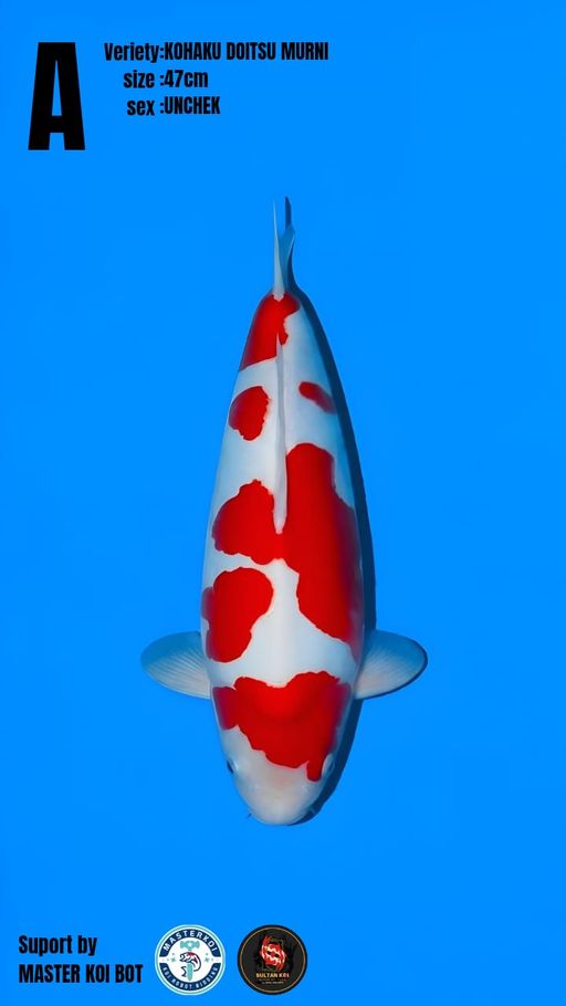Lelang Koi Online, Jual Beli Ikan Koi, Pusat Jual Beli Koi, Info Lelang Koi Hari Ini, Platform Jual Beli Koi, Jual Beli Ikan Koi Online, Marketplace Ikan Koi, Jual Koi Terbaik, Tempat Beli Koi Berkualitas, Pasar Ikan Koi Online Terpercaya, Penjual Ikan Koi Terpercaya, Beli Koi Hias Online, Ikan Koi untuk Dijual, Koi Kualitas Terbaik, Toko Online Ikan Koi, Koi Hias Untuk Dijual, Jual Beli Ikan Koi Lokal, Koi Indonesia Online, Pusat Jual Beli Koi Terbesar