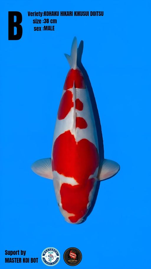 Lelang Koi Online, Jual Beli Ikan Koi, Pusat Jual Beli Koi, Info Lelang Koi Hari Ini, Platform Jual Beli Koi, Jual Beli Ikan Koi Online, Marketplace Ikan Koi, Jual Koi Terbaik, Tempat Beli Koi Berkualitas, Pasar Ikan Koi Online Terpercaya, Penjual Ikan Koi Terpercaya, Beli Koi Hias Online, Ikan Koi untuk Dijual, Koi Kualitas Terbaik, Toko Online Ikan Koi, Koi Hias Untuk Dijual, Jual Beli Ikan Koi Lokal, Koi Indonesia Online, Pusat Jual Beli Koi Terbesar