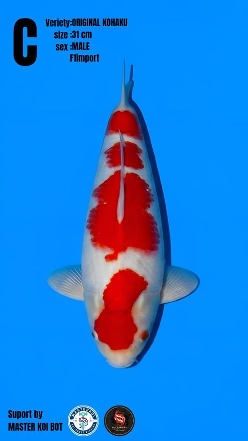 Lelang Koi Online, Jual Beli Ikan Koi, Pusat Jual Beli Koi, Info Lelang Koi Hari Ini, Platform Jual Beli Koi, Jual Beli Ikan Koi Online, Marketplace Ikan Koi, Jual Koi Terbaik, Tempat Beli Koi Berkualitas, Pasar Ikan Koi Online Terpercaya, Penjual Ikan Koi Terpercaya, Beli Koi Hias Online, Ikan Koi untuk Dijual, Koi Kualitas Terbaik, Toko Online Ikan Koi, Koi Hias Untuk Dijual, Jual Beli Ikan Koi Lokal, Koi Indonesia Online, Pusat Jual Beli Koi Terbesar