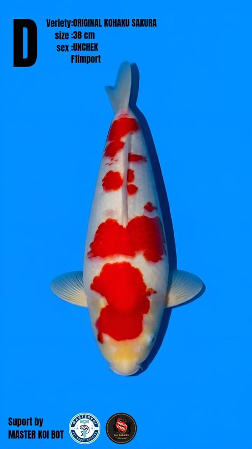 Lelang Koi Online, Jual Beli Ikan Koi, Pusat Jual Beli Koi, Info Lelang Koi Hari Ini, Platform Jual Beli Koi, Jual Beli Ikan Koi Online, Marketplace Ikan Koi, Jual Koi Terbaik, Tempat Beli Koi Berkualitas, Pasar Ikan Koi Online Terpercaya, Penjual Ikan Koi Terpercaya, Beli Koi Hias Online, Ikan Koi untuk Dijual, Koi Kualitas Terbaik, Toko Online Ikan Koi, Koi Hias Untuk Dijual, Jual Beli Ikan Koi Lokal, Koi Indonesia Online, Pusat Jual Beli Koi Terbesar
