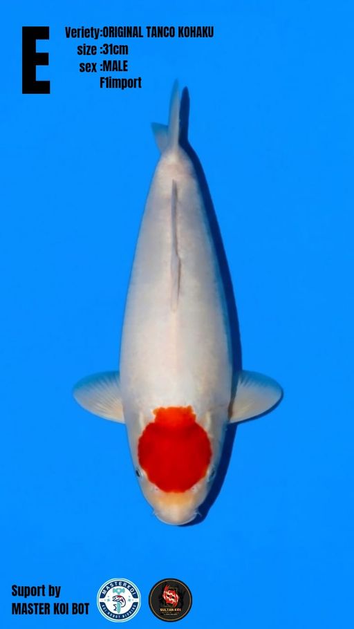Lelang Koi Online, Jual Beli Ikan Koi, Pusat Jual Beli Koi, Info Lelang Koi Hari Ini, Platform Jual Beli Koi, Jual Beli Ikan Koi Online, Marketplace Ikan Koi, Jual Koi Terbaik, Tempat Beli Koi Berkualitas, Pasar Ikan Koi Online Terpercaya, Penjual Ikan Koi Terpercaya, Beli Koi Hias Online, Ikan Koi untuk Dijual, Koi Kualitas Terbaik, Toko Online Ikan Koi, Koi Hias Untuk Dijual, Jual Beli Ikan Koi Lokal, Koi Indonesia Online, Pusat Jual Beli Koi Terbesar