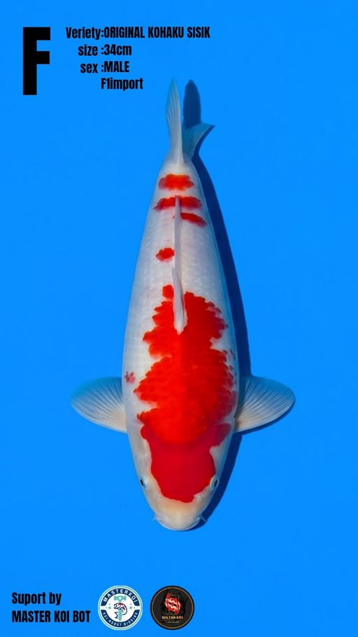 Lelang Koi Online, Jual Beli Ikan Koi, Pusat Jual Beli Koi, Info Lelang Koi Hari Ini, Platform Jual Beli Koi, Jual Beli Ikan Koi Online, Marketplace Ikan Koi, Jual Koi Terbaik, Tempat Beli Koi Berkualitas, Pasar Ikan Koi Online Terpercaya, Penjual Ikan Koi Terpercaya, Beli Koi Hias Online, Ikan Koi untuk Dijual, Koi Kualitas Terbaik, Toko Online Ikan Koi, Koi Hias Untuk Dijual, Jual Beli Ikan Koi Lokal, Koi Indonesia Online, Pusat Jual Beli Koi Terbesar