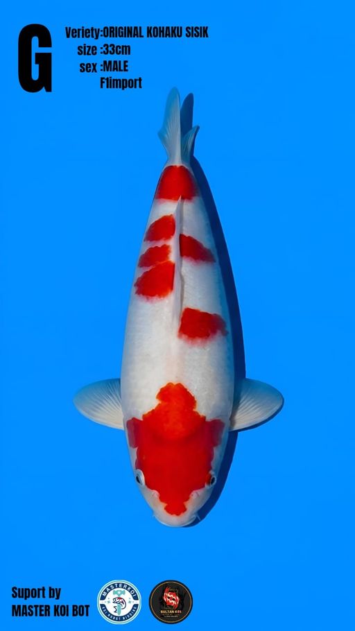 Lelang Koi Online, Jual Beli Ikan Koi, Pusat Jual Beli Koi, Info Lelang Koi Hari Ini, Platform Jual Beli Koi, Jual Beli Ikan Koi Online, Marketplace Ikan Koi, Jual Koi Terbaik, Tempat Beli Koi Berkualitas, Pasar Ikan Koi Online Terpercaya, Penjual Ikan Koi Terpercaya, Beli Koi Hias Online, Ikan Koi untuk Dijual, Koi Kualitas Terbaik, Toko Online Ikan Koi, Koi Hias Untuk Dijual, Jual Beli Ikan Koi Lokal, Koi Indonesia Online, Pusat Jual Beli Koi Terbesar