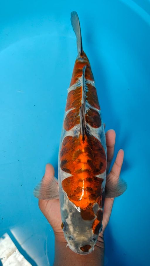 Lelang Koi Online, Jual Beli Ikan Koi, Pusat Jual Beli Koi, Info Lelang Koi Hari Ini, Platform Jual Beli Koi, Jual Beli Ikan Koi Online, Marketplace Ikan Koi, Jual Koi Terbaik, Tempat Beli Koi Berkualitas, Pasar Ikan Koi Online Terpercaya, Penjual Ikan Koi Terpercaya, Beli Koi Hias Online, Ikan Koi untuk Dijual, Koi Kualitas Terbaik, Toko Online Ikan Koi, Koi Hias Untuk Dijual, Jual Beli Ikan Koi Lokal, Koi Indonesia Online, Pusat Jual Beli Koi Terbesar